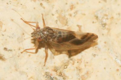  Cacopsylla fulguralis (Kuwayama, 1908)