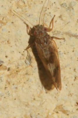  Cacopsylla fulguralis (Kuwayama, 1908)