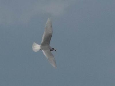 Mouette mélanocéphale Ichthyaetus melanocephalus (Temminck, 1820)