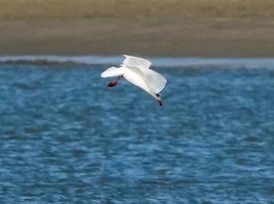 Mouette mélanocéphale Ichthyaetus melanocephalus (Temminck, 1820)