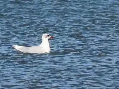Mouette mélanocéphale Ichthyaetus melanocephalus (Temminck, 1820)