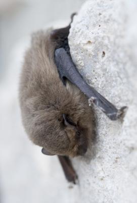 Pipistrelle pygmée Pipistrellus pygmaeus (Leach, 1825)