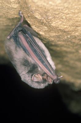 Minioptère de Schreibers Miniopterus schreibersii (Kuhl, 1817)