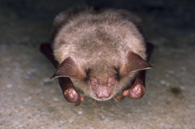 Grand Murin Myotis myotis (Borkhausen, 1797)