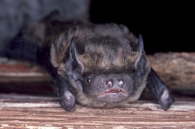Noctule de Leisler Nyctalus leisleri (Kuhl, 1817)