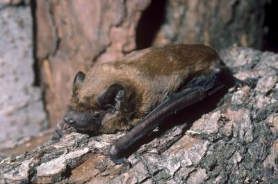 Noctule commune Nyctalus noctula (Schreber, 1774)