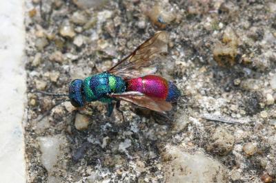  Chrysis Linnaeus, 1760