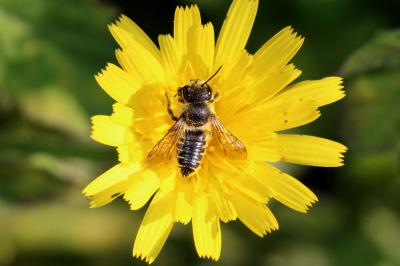  Megachile Latreille, 1802