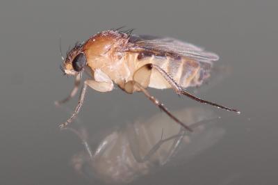  Megaselia scalaris (Loew, 1866)