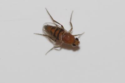  Megaselia scalaris (Loew, 1866)