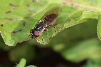  Platycheirus albimanus (Fabricius, 1781)