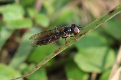  Platycheirus albimanus (Fabricius, 1781)