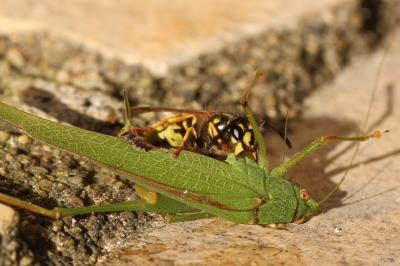 Guêpe commune Vespula vulgaris (Linnaeus, 1758)