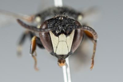  Hylaeus signatus (Panzer, 1798)