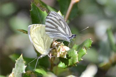 Piéride du Navet (La), Papillon blanc veiné de ver Pieris napi (Linnaeus, 1758)