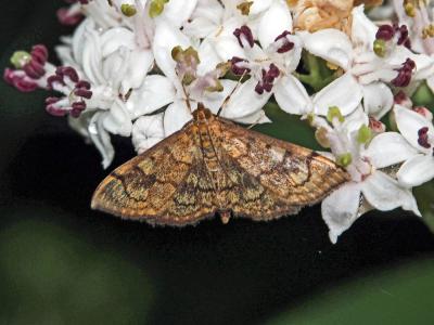  Anania verbascalis (Denis & Schiffermüller, 1775)