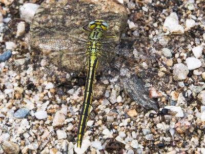 Gomphe joli (Le) Gomphus pulchellus Selys, 1840