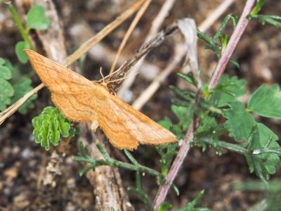 Acidalie ocreuse (L') Idaea ochrata (Scopoli, 1763)