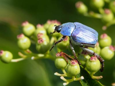 Hoplie bleue (L') Hoplia coerulea (Drury, 1773)