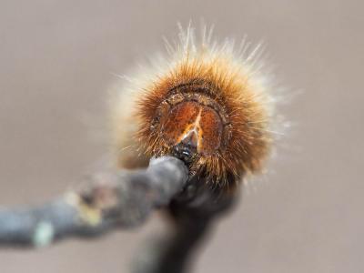 Bombyx du Chêne (Le), Minime à bandes jaunes (Le) Lasiocampa quercus (Linnaeus, 1758)