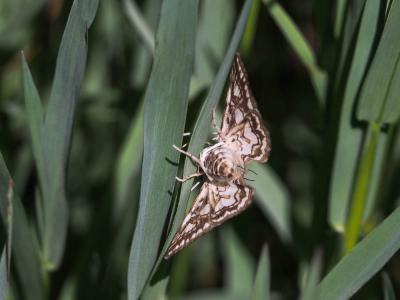 Elophila nymphaeata (Linnaeus, 1758)