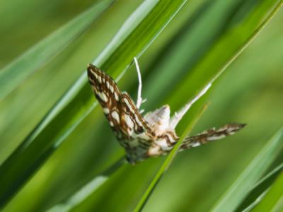  Elophila nymphaeata (Linnaeus, 1758)