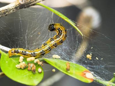 Pyrale du buis Cydalima perspectalis (Walker, 1859)