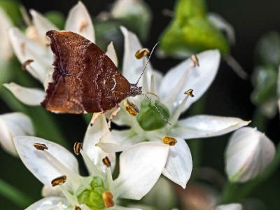  Choreutis nemorana (Hübner, 1799)
