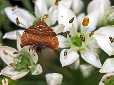  Choreutis nemorana (Hübner, 1799)