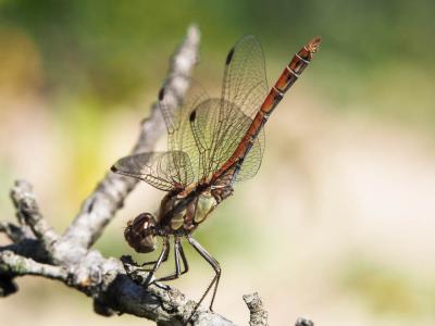 Sympétrum fascié (Le) Sympetrum striolatum (Charpentier, 1840)