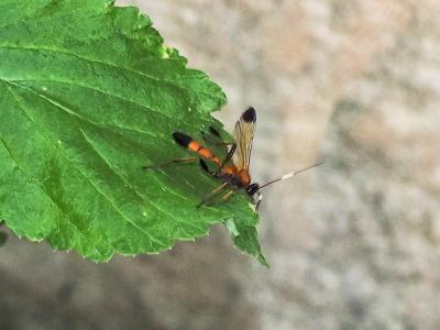  Ctenochares bicolorus (Linnaeus, 1767)