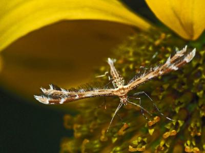  Capperia britanniodactyla (Gregson, 1869)