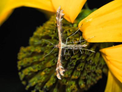  Capperia britanniodactyla (Gregson, 1869)