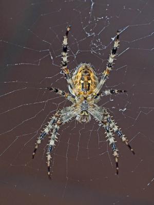 Épeire diadème Araneus diadematus Clerck, 1758
