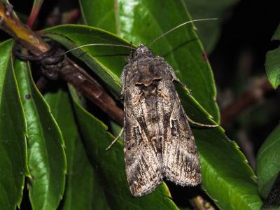 Gamma (Le) Autographa gamma (Linnaeus, 1758)