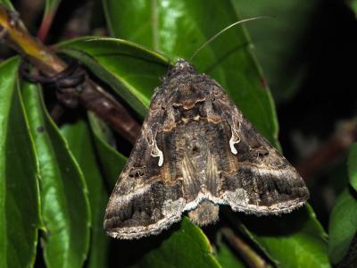 Gamma (Le) Autographa gamma (Linnaeus, 1758)