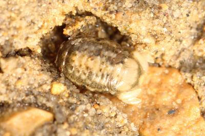  Sphaeroma serratum (Fabricius, 1787)