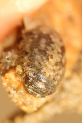  Sphaeroma serratum (Fabricius, 1787)