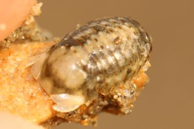  Sphaeroma serratum (Fabricius, 1787)