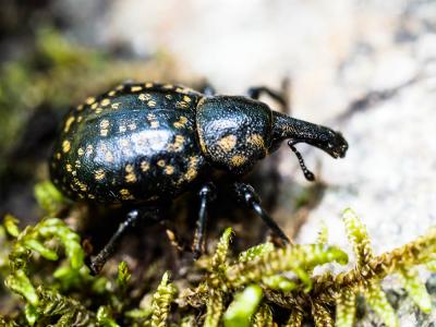  Liparus germanus (Linnaeus, 1758)