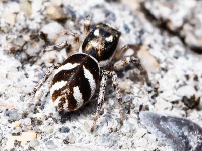 Saltique arlequin Salticus scenicus (Clerck, 1758)
