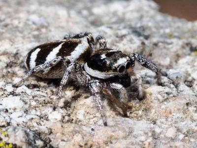 Saltique arlequin Salticus scenicus (Clerck, 1758)