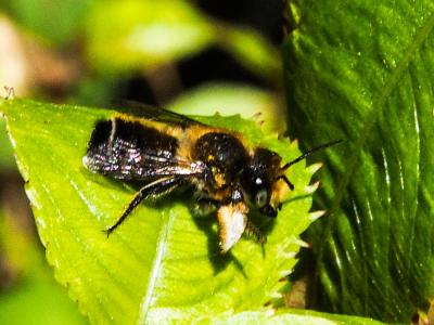  Megachile willughbiella (Kirby, 1802)