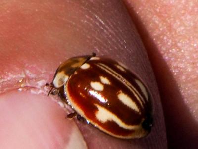 Myzia oblongoguttata (Linnaeus, 1758)