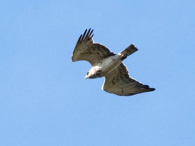 Circaète Jean-le-Blanc Circaetus gallicus (Gmelin, 1788)