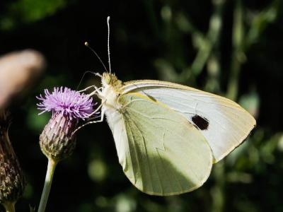 Piéride du Chou (La), Grande Piéride du Chou (La), Pieris brassicae (Linnaeus, 1758)