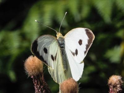 Piéride du Chou (La), Grande Piéride du Chou (La), Pieris brassicae (Linnaeus, 1758)