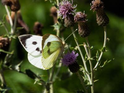 Piéride du Chou (La), Grande Piéride du Chou (La), Pieris brassicae (Linnaeus, 1758)