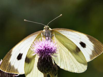 Piéride du Chou (La), Grande Piéride du Chou (La), Pieris brassicae (Linnaeus, 1758)
