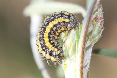 Zygènule des Genêts (La) Heterogynis penella (Hübner, 1819)